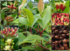 HŘEBÍČEK (Syzygium aromaticum) BIO 100% éterický olej 10 ml