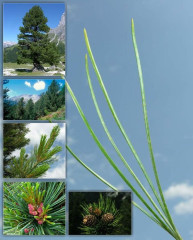 BOROVICE LIMBA (Pinus cembra) 100% éterický olej BIO 5 ml (lahvička s kapátkem)